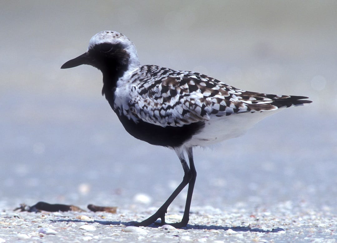 grey-plover-black-and-white-summer-plumage