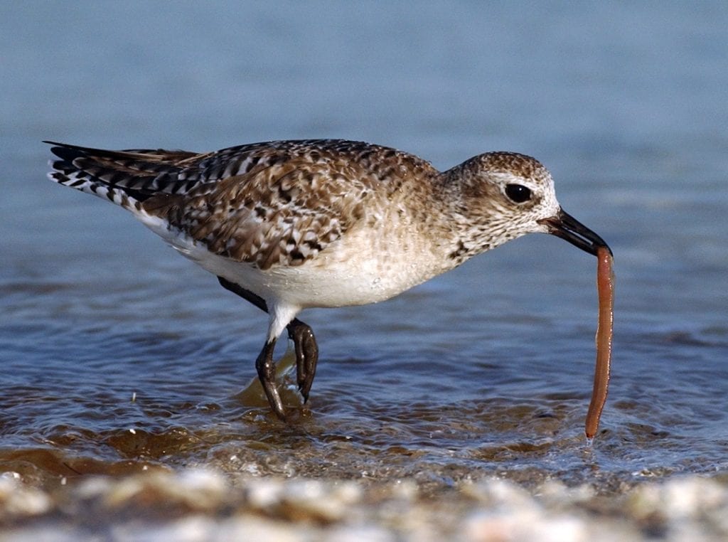 grey-plover-feeding-on-worm-prey