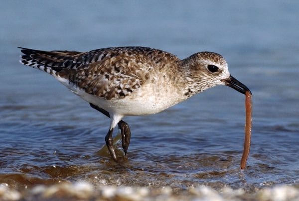 grey-plover-feeding-on-worm-prey