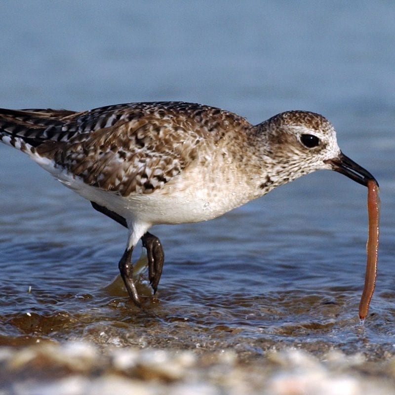 grey-plover-feeding-on-worm-prey