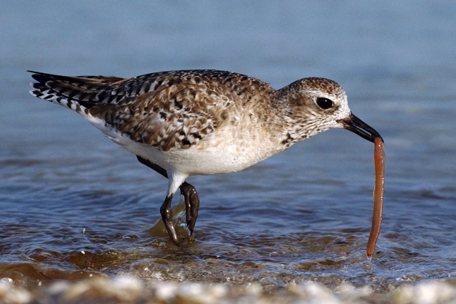 grey-plover-feeding-on-worm-prey