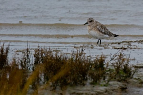 grey-plover-foraging-on-seashore