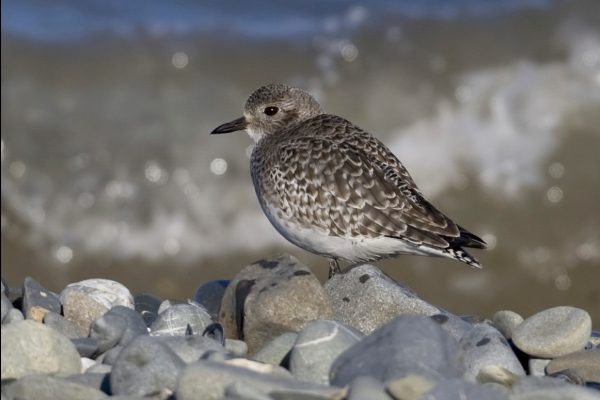 grey-plover-resting-on-shingle-beach