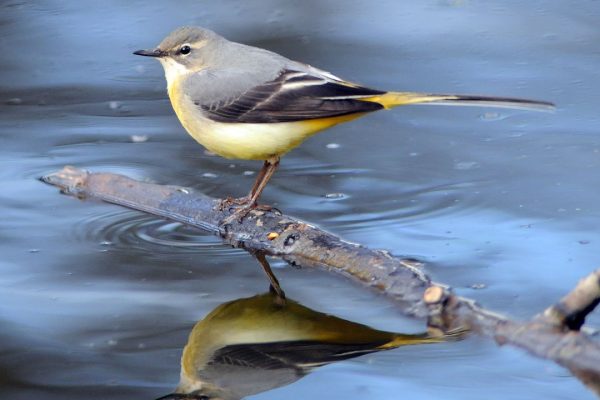 grey-wagtail-perched-on-branch-over-water