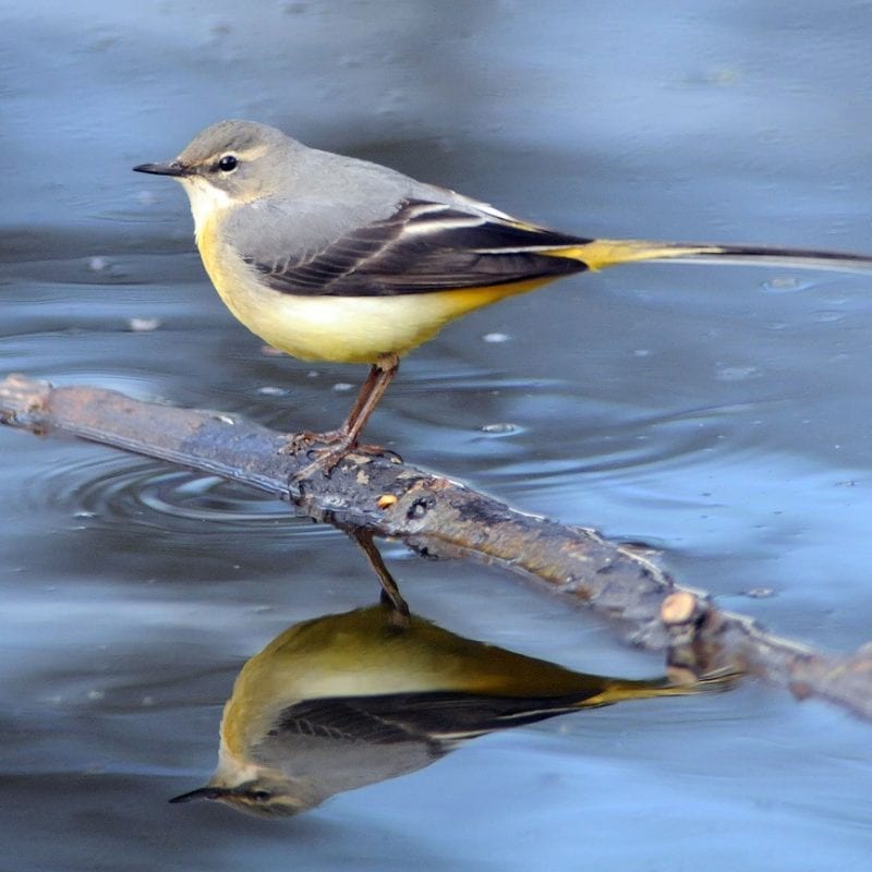 grey-wagtail-perched-on-branch-over-water