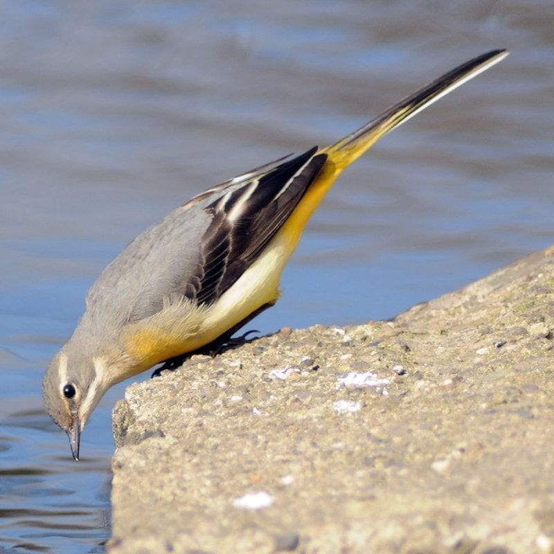 grey-wagtail-leaning-peering-over-edge-of-rock