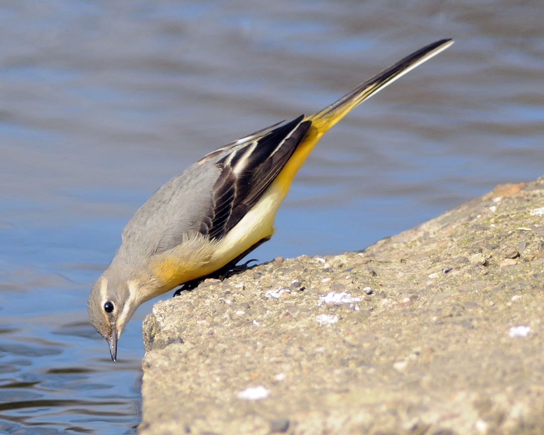 grey-wagtail-leaning-peering-over-edge-of-rock
