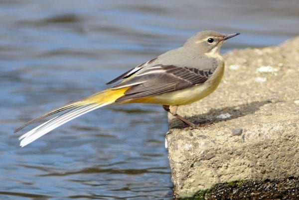 grey-wagtail-on-stone-above-water