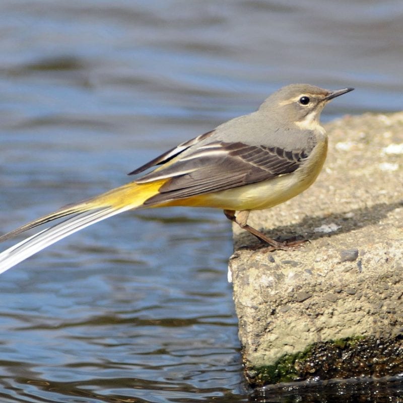 grey-wagtail-on-stone-above-water