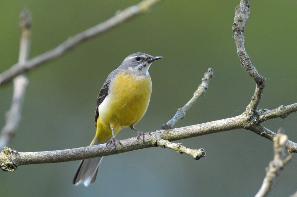 grey-wagtail-perched-on-branch-showing-yellow-breast-and-rump