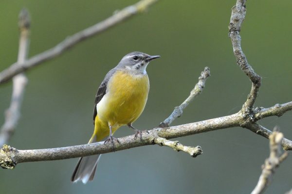 grey-wagtail-perched-on-branch-showing-yellow-breast-and-rump