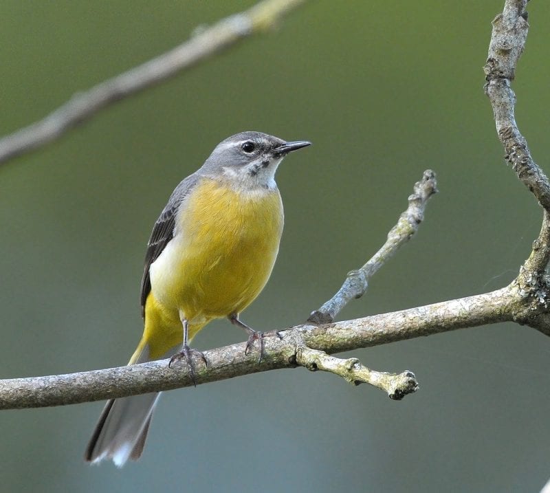 grey-wagtail-perched-on-branch-showing-yellow-breast-and-rump