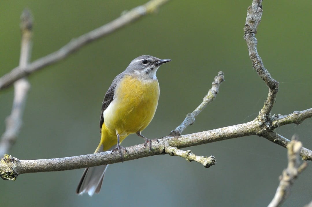 grey-wagtail-perched-on-branch-showing-yellow-breast-and-rump