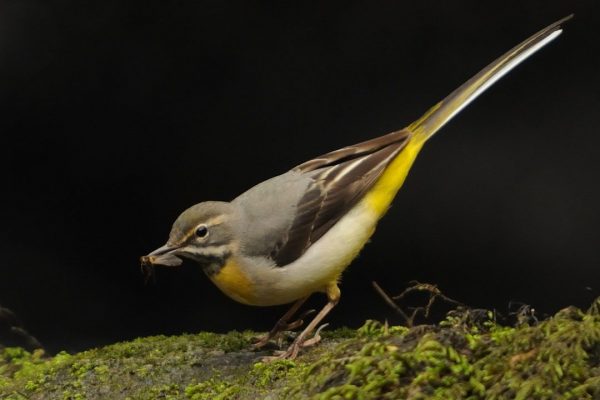 grey-wagtail-on-mossy-rock-with-insect-prey-in-beak