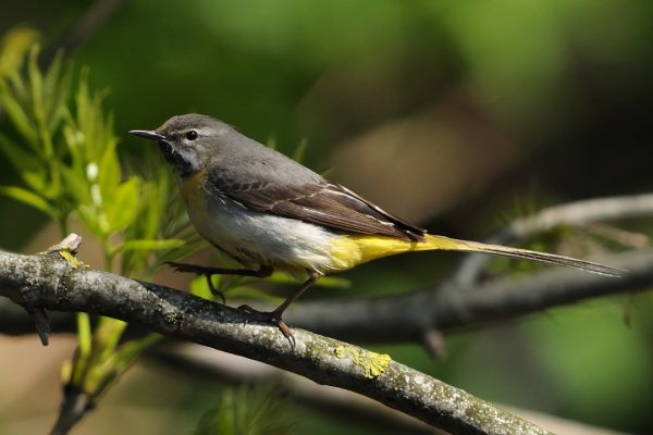 grey-wagtail-walking-along-branch