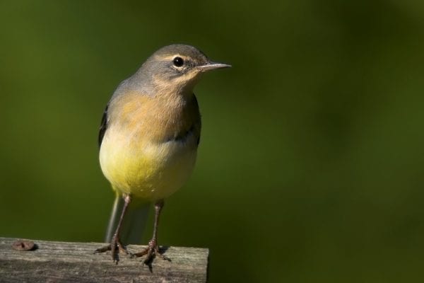 grey-wagtail-standing-on-wooden-fence