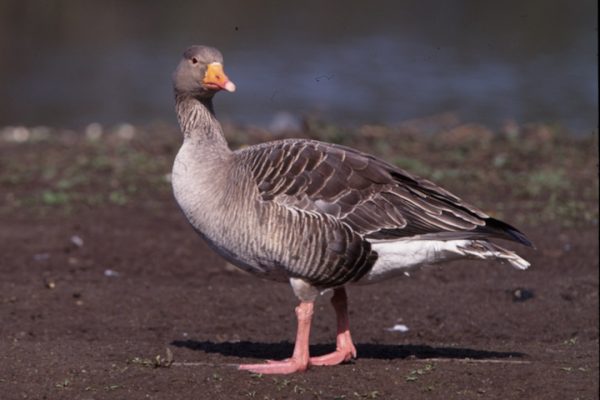 greylag-goose-walking-on-sandy-bank