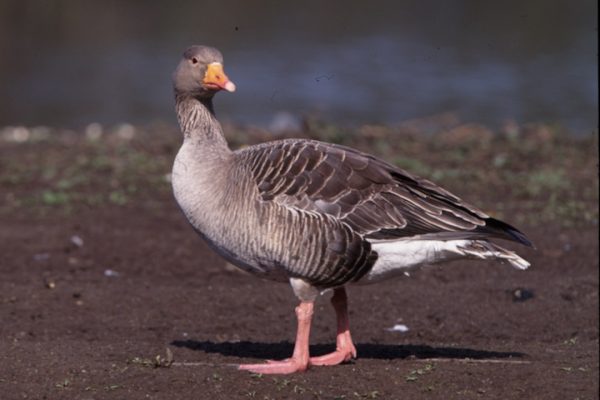 Greylag Goose Nest