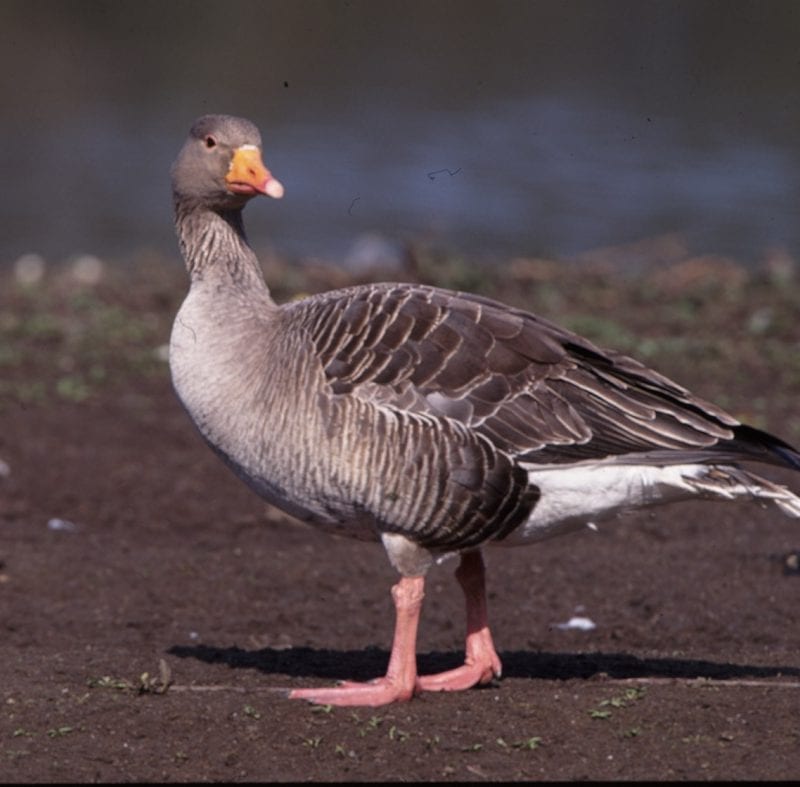 greylag-goose-walking-on-sandy-bank