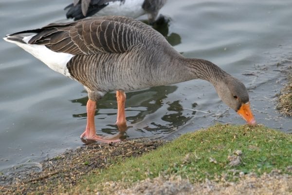 greylag-goose-grazing-on-waters-edge