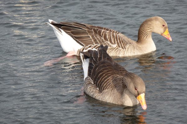 greylag-goose-pair-swimming