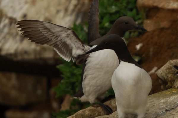 guillemot-pair-on-rock