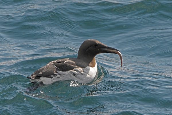 guillemot-swimming-with-fish-prey-in-beak