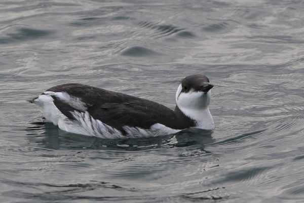 guillemot-winter-plumage-swimming