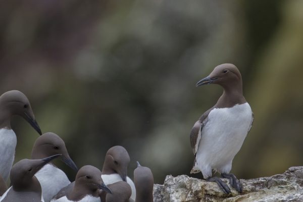 numerous-guillemots-standing-on-rock