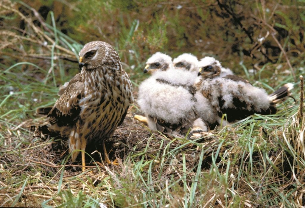 hen-harrier-with-chicks-on-nest