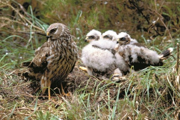 hen-harrier-with-chicks-on-nest