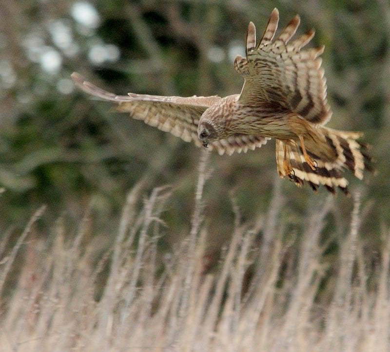 hen-harrier-in-flight-hunting