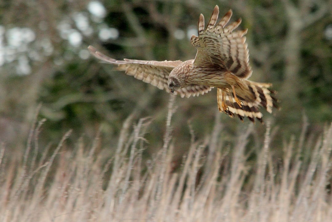 hen-harrier-in-flight-hunting