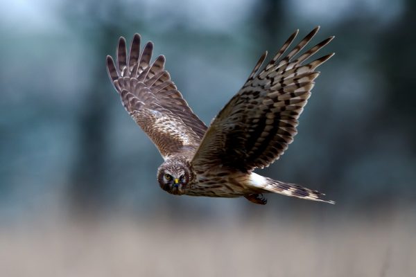 hen-harrier-in-flight-looking-towards