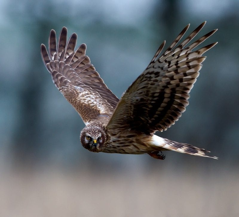 hen-harrier-in-flight-looking-towards