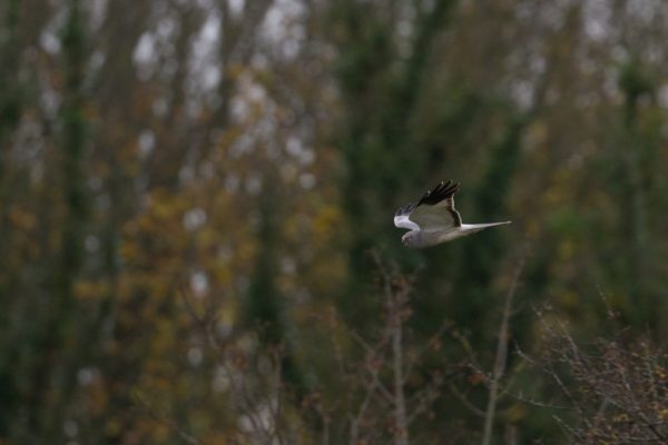 hen-harrier-male-in-flight-showing-grey-plumage-and-black-wing-tips