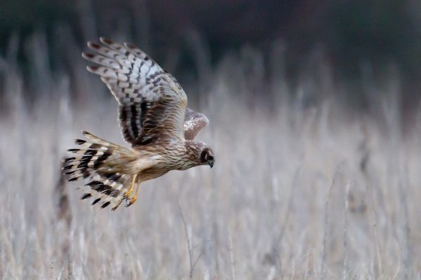 hen-harrier-in-flight-over-hunting-territory