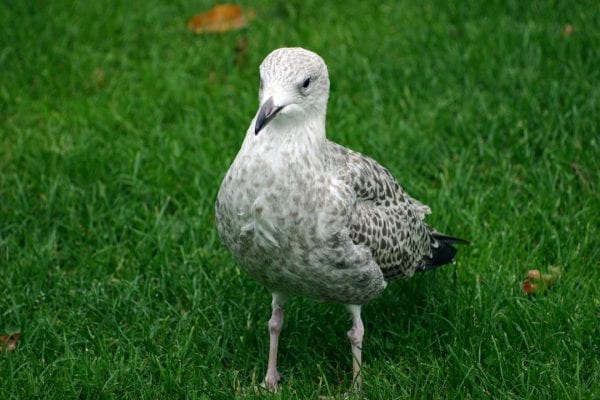 herring-gull-juvenile-mottled-plumage