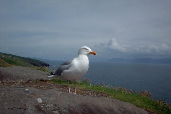 herring-gull-standing-on-rock-panoramic-sea-and-mountain-view-background