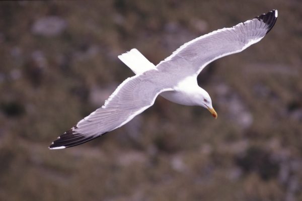 herring-gull-in-flight