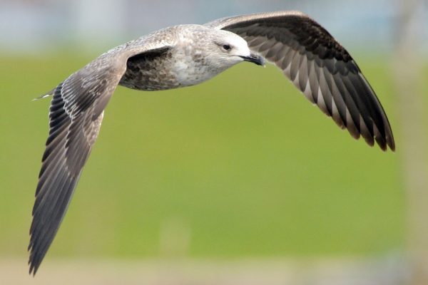 herring-gull-juvenile-in-flight