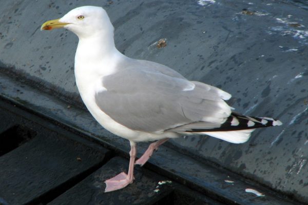 herring-gull-adult-grey-wings-plumage