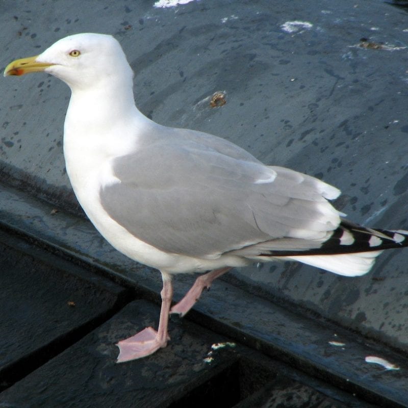 herring-gull-adult-grey-wings-plumage