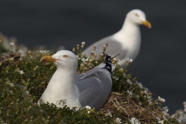 herring-gull-on-nest