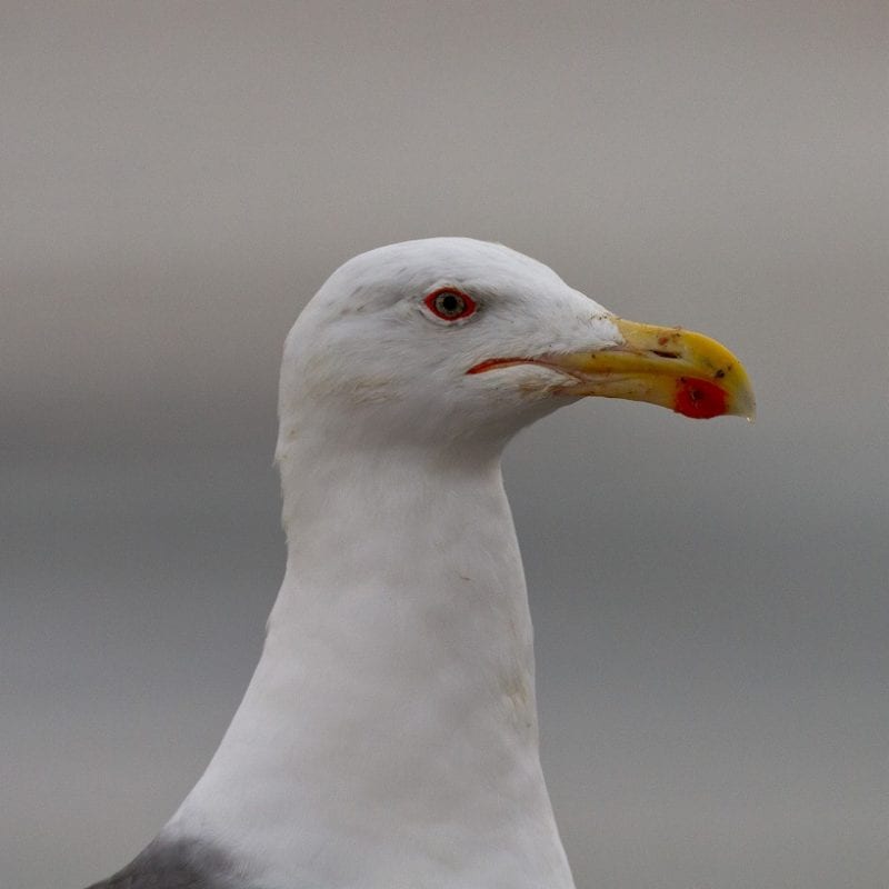 Great-black-backed-gull-close-up-of-head