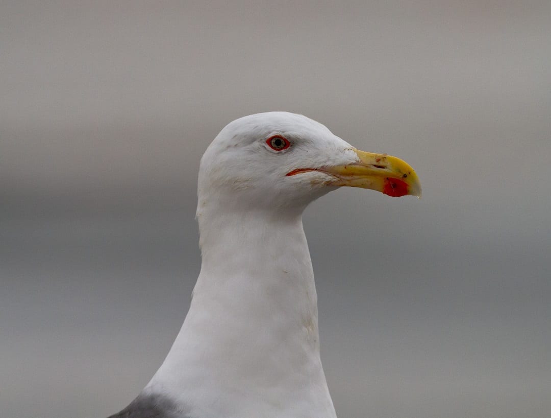 Great-black-backed-gull-close-up-of-head