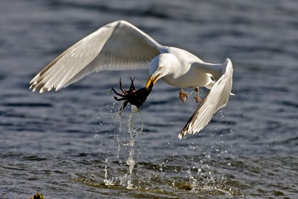 herring-gull-flying-with-crab-prey-in-beak