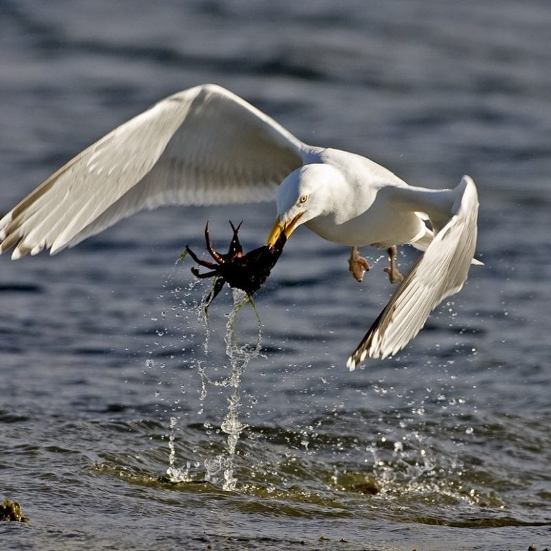 herring-gull-flying-with-crab-prey-in-beak