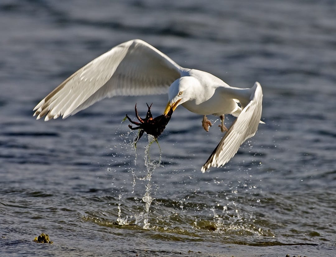 herring-gull-flying-with-crab-prey-in-beak