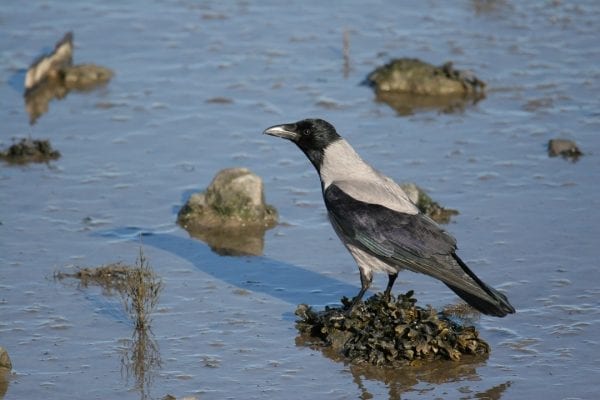 hooded-crow-standing-on-seaweed-tussock-in-estuary